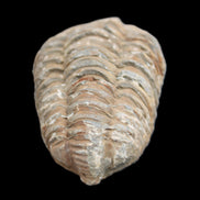 Trilobite Diacalymene 37*55mm 52.5g in sunlight - Rocks and Things Store