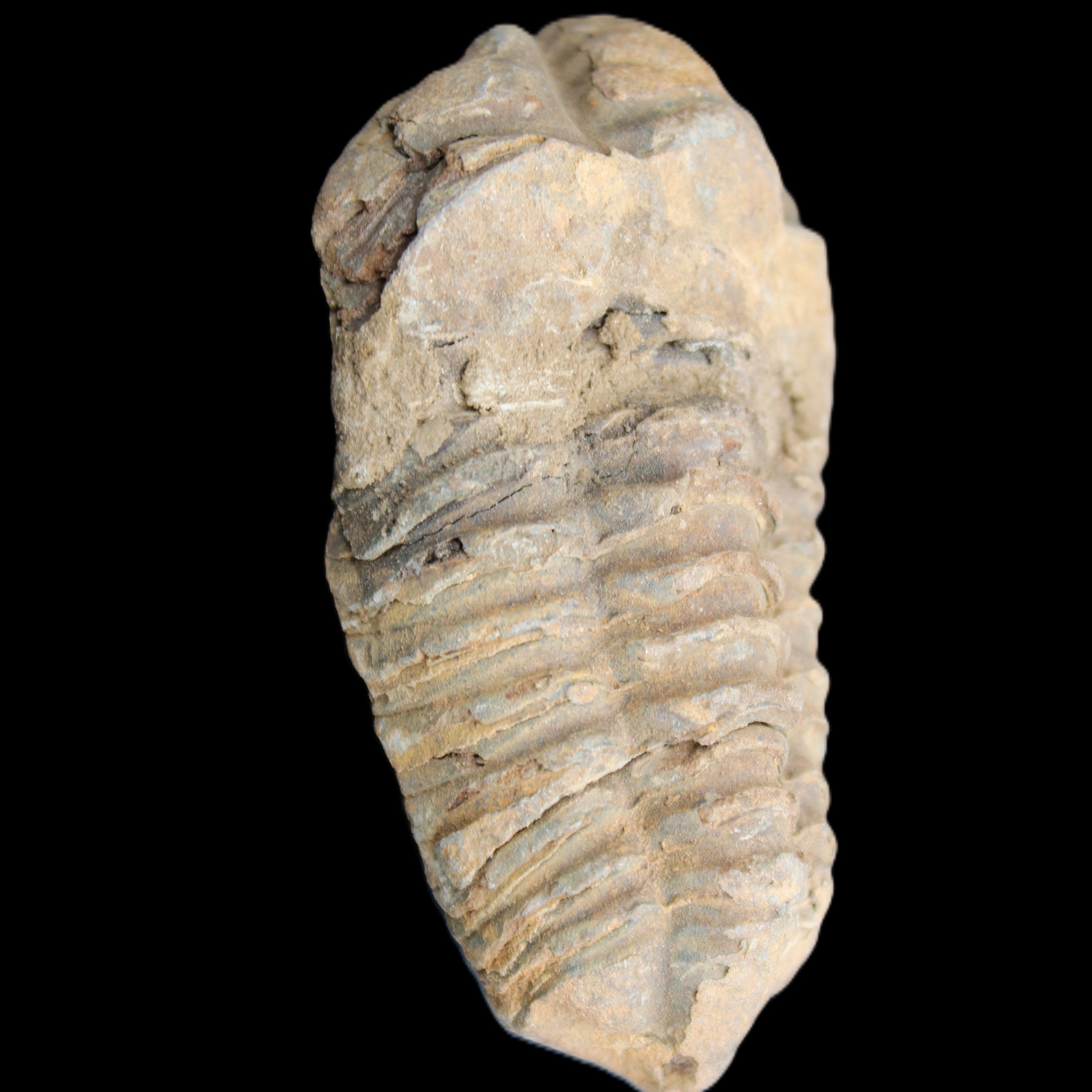 Trilobite Diacalymene 42*71mm 58.7g in sunshine - Rocks and Things Store