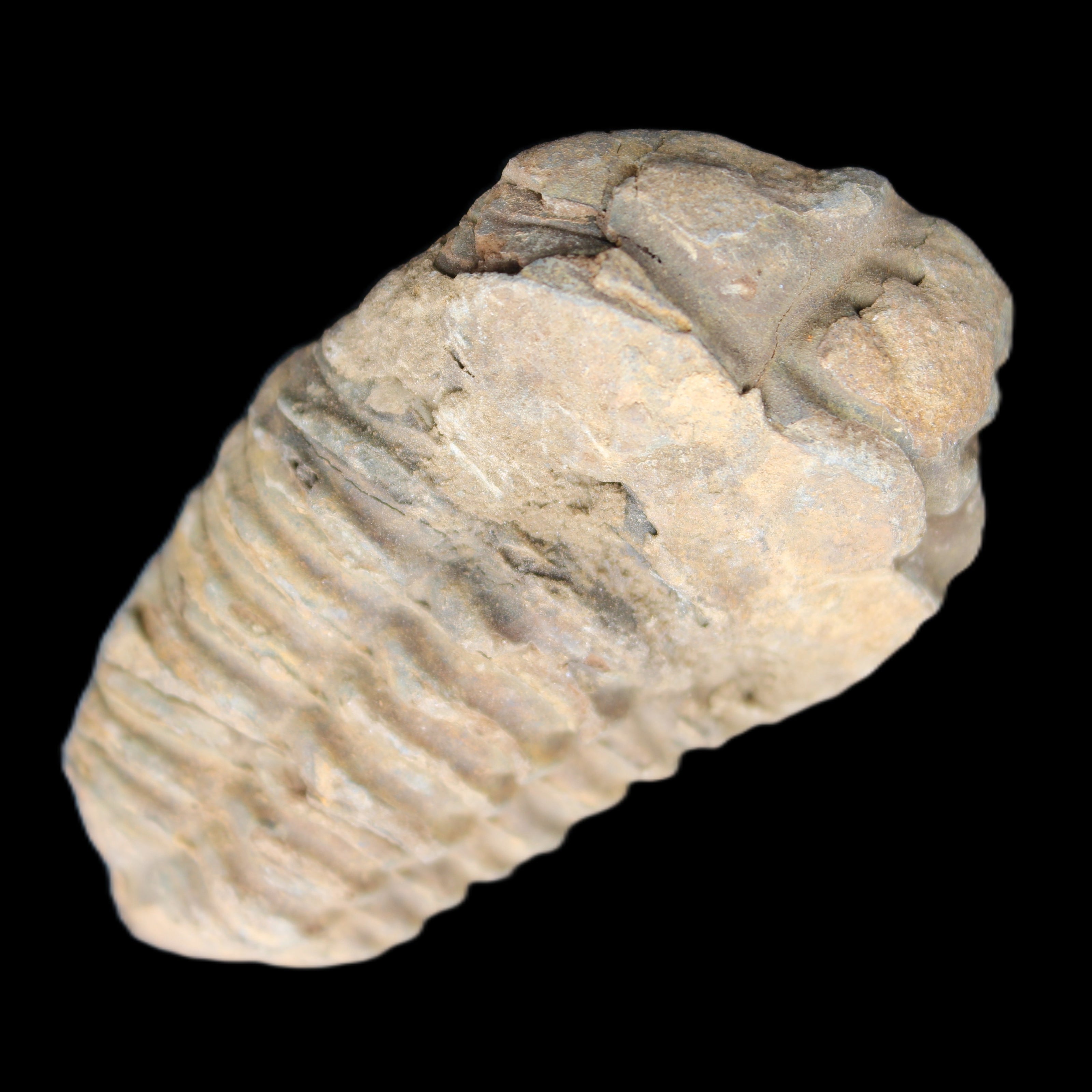 Trilobite Diacalymene 42*71mm 58.7g in sunshine - Rocks and Things Store