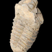Trilobite Diacalymene 42*71mm 58.7g in sunshine - Rocks and Things Store