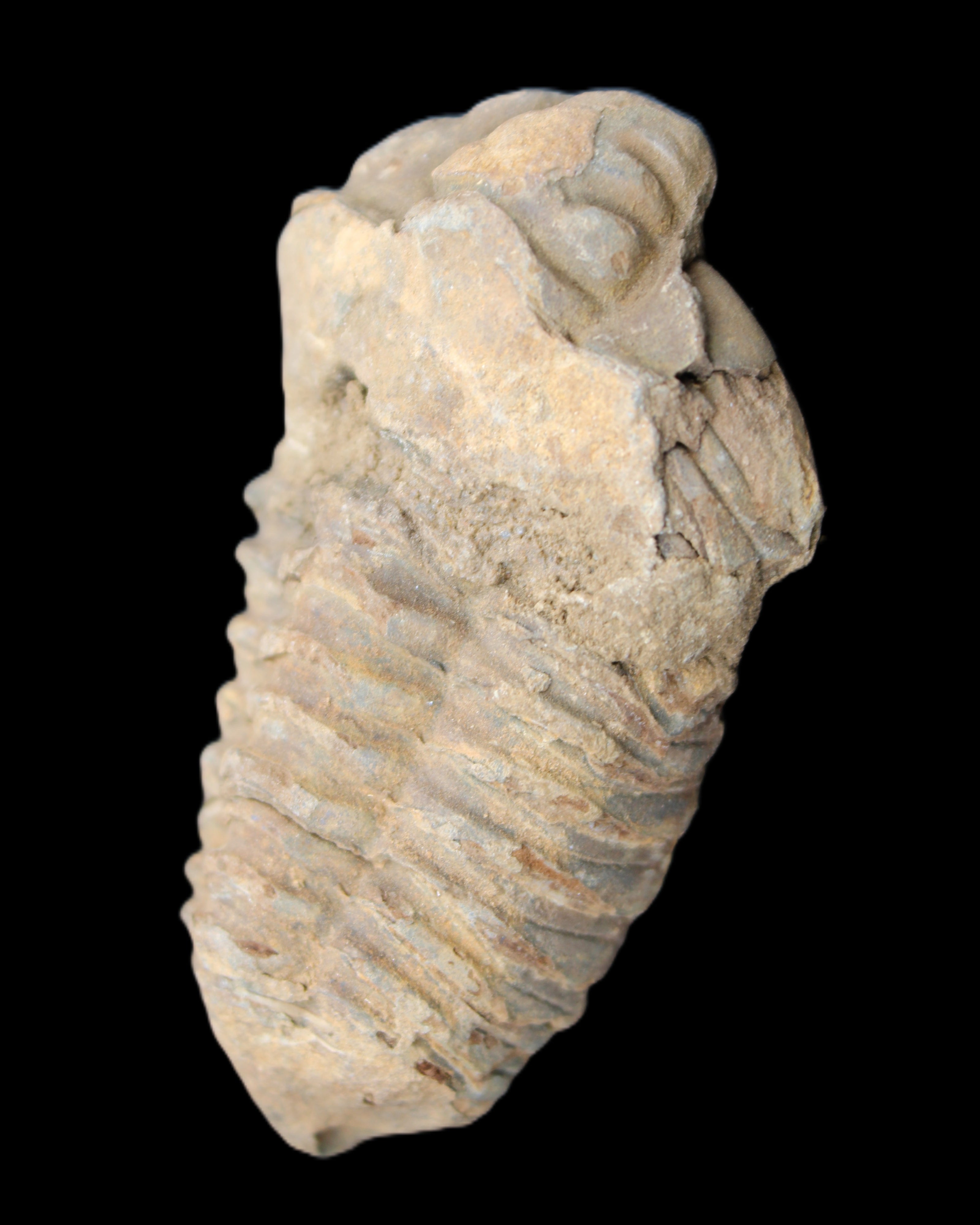 Trilobite Diacalymene 42*71mm 58.7g in sunshine - Rocks and Things Store