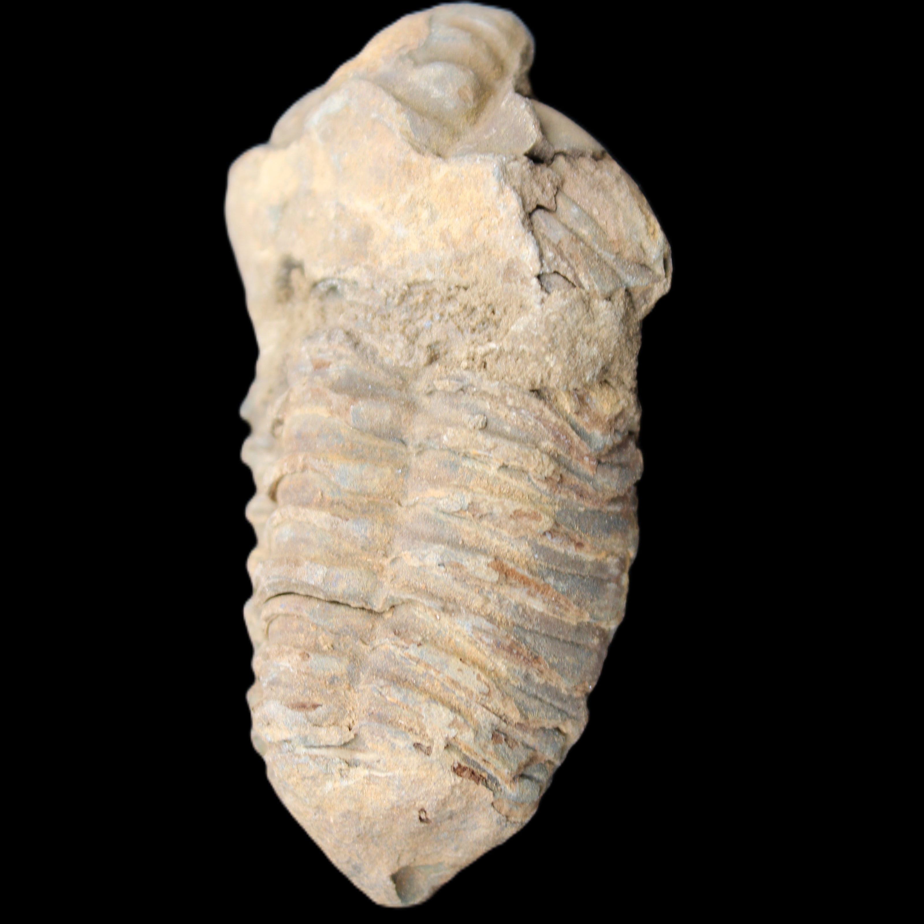 Trilobite Diacalymene 42*71mm 58.7g in sunshine - Rocks and Things Store