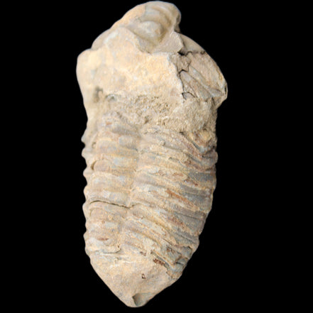 Trilobite Diacalymene 42*71mm 58.7g in sunshine - Rocks and Things Store