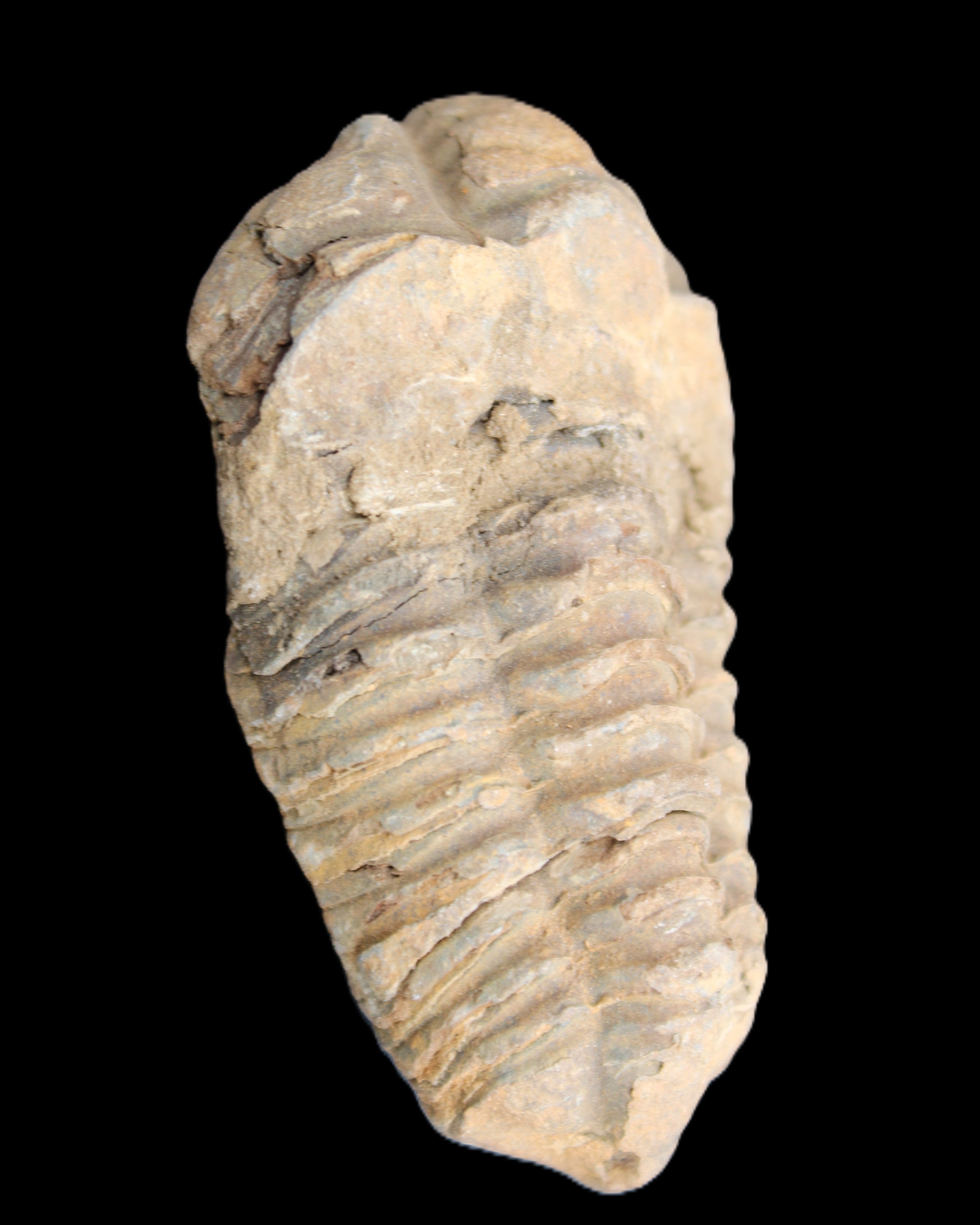 Trilobite Diacalymene 42*71mm 58.7g in sunshine - Rocks and Things Store