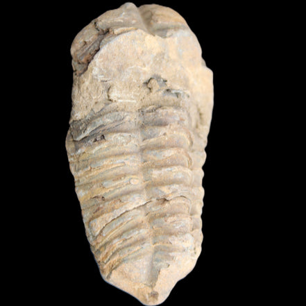 Trilobite Diacalymene 42*71mm 58.7g in sunshine - Rocks and Things Store