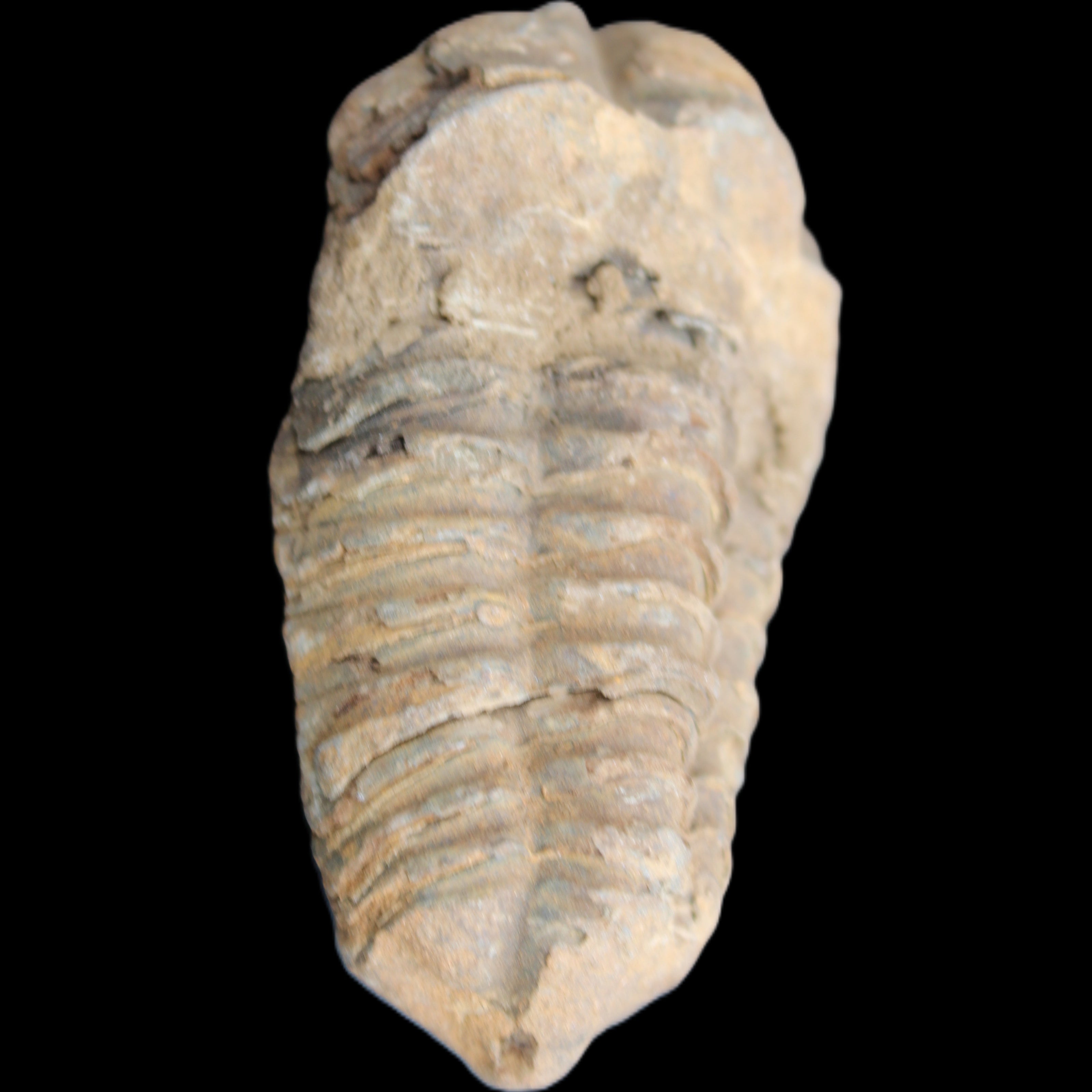 Trilobite Diacalymene 42*71mm 58.7g in sunshine - Rocks and Things Store