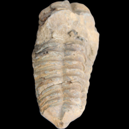 Trilobite Diacalymene 42*71mm 58.7g in sunshine - Rocks and Things Store