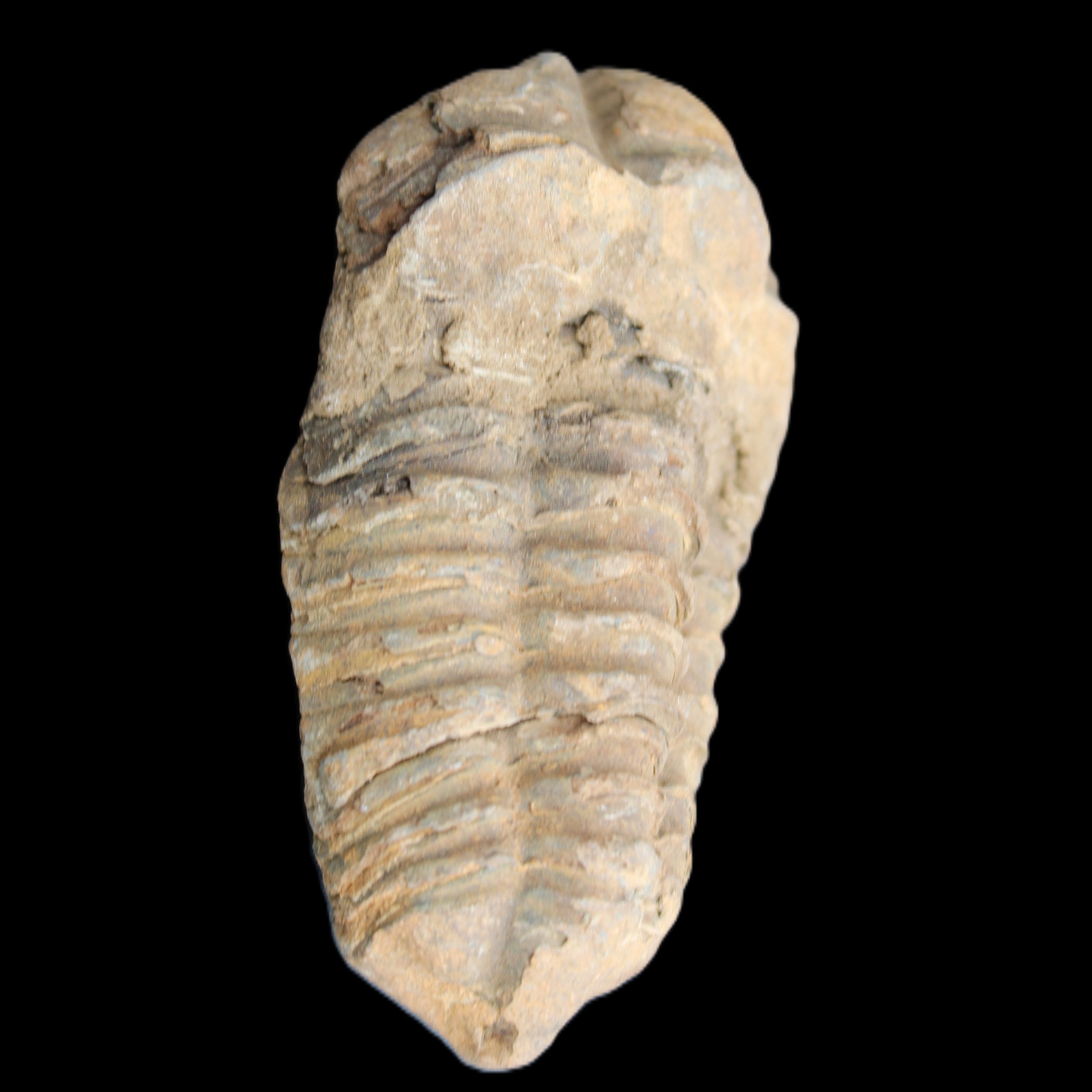 Trilobite Diacalymene 42*71mm 58.7g in sunshine - Rocks and Things Store