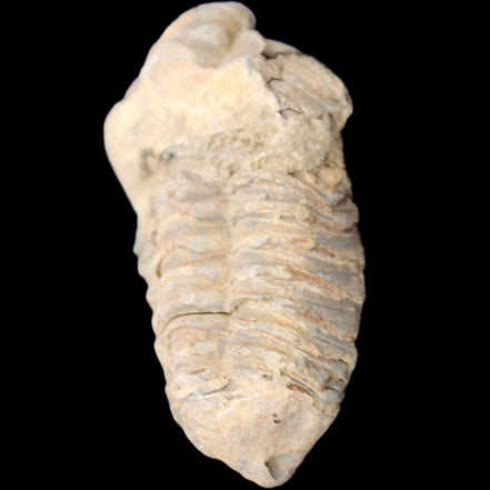 Trilobite Diacalymene 42*71mm 58.7g in sunshine - Rocks and Things Store