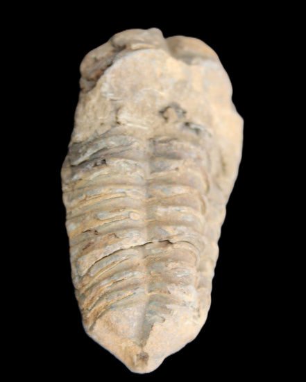 Trilobite Diacalymene 42*71mm 58.7g in sunshine - Rocks and Things Store