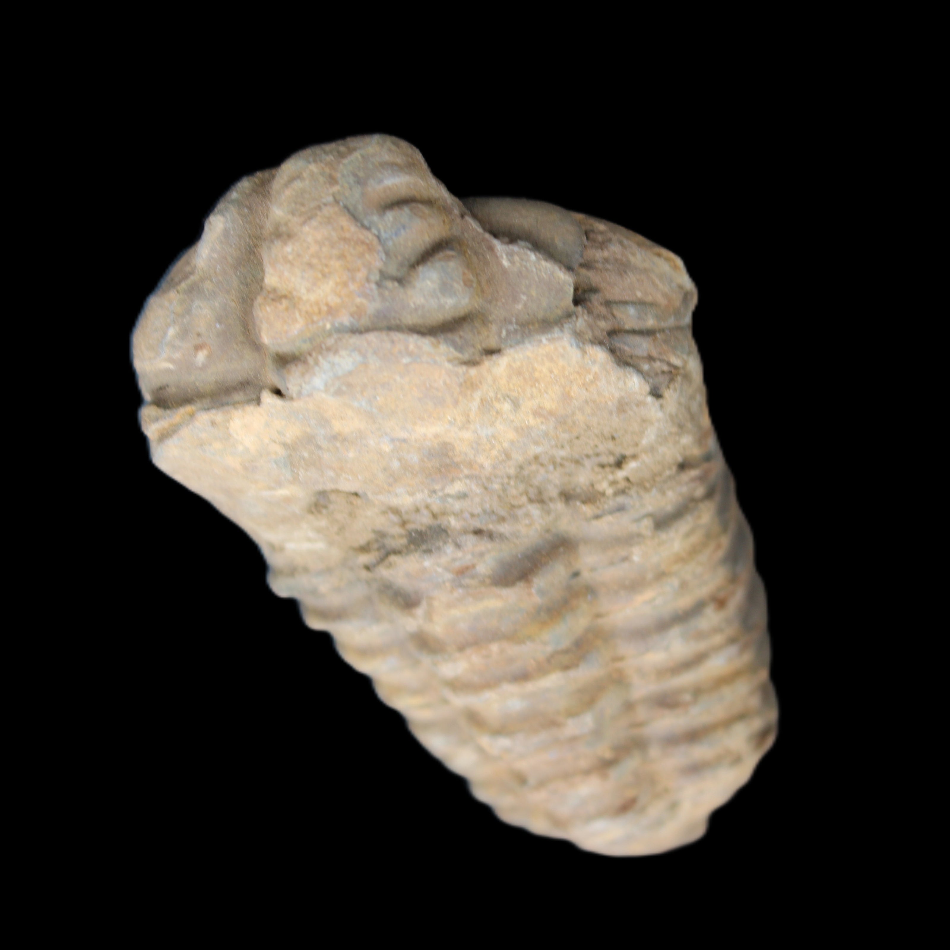 Trilobite Diacalymene 42*71mm 58.7g in sunshine - Rocks and Things Store