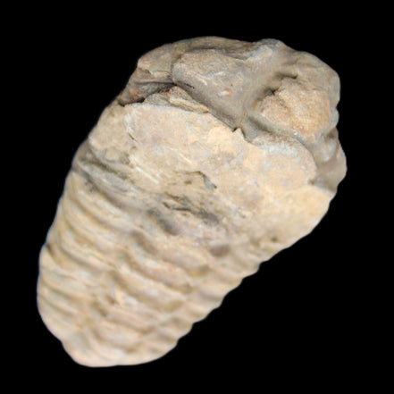 Trilobite Diacalymene 42*71mm 58.7g in sunshine - Rocks and Things Store