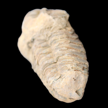 Trilobite Diacalymene 42*71mm 58.7g in sunshine - Rocks and Things Store