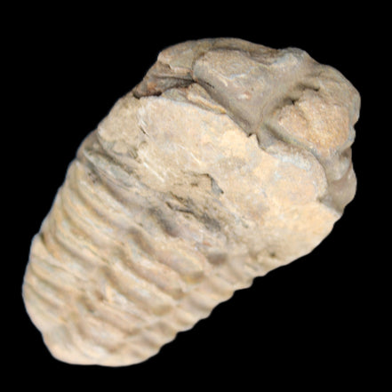 Trilobite Diacalymene 42*71mm 58.7g in sunshine - Rocks and Things Store