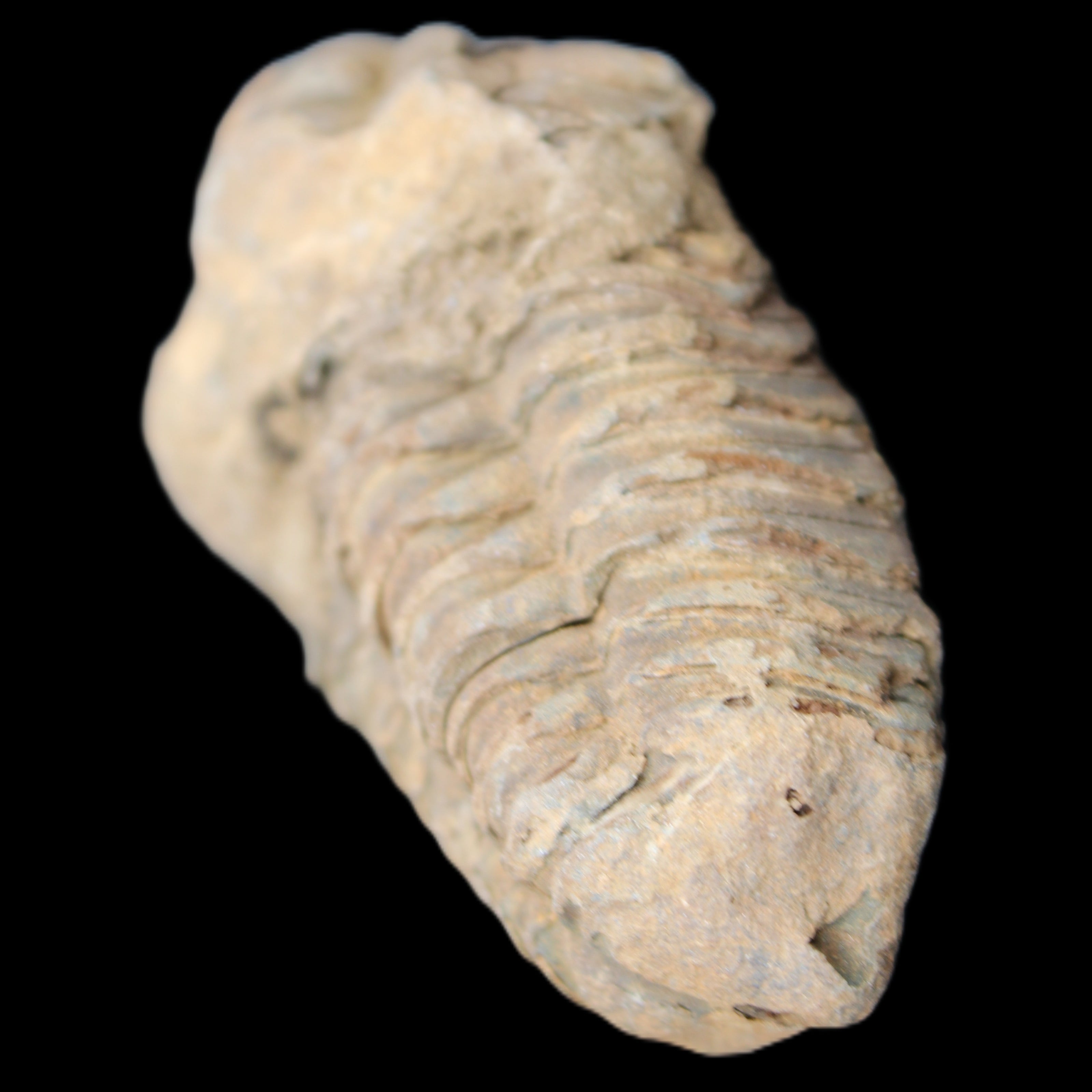 Trilobite Diacalymene 42*71mm 58.7g in sunshine - Rocks and Things Store