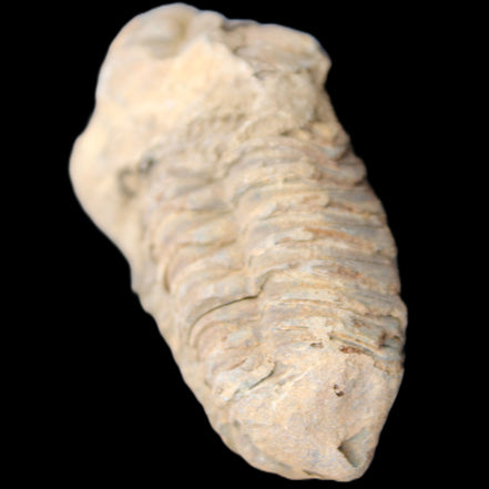 Trilobite Diacalymene 42*71mm 58.7g in sunshine - Rocks and Things Store