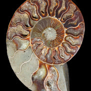 Ammonite split section pair, Madagascar 124*102mm 200g & 125*104mm 208g - 408g in sunlight - Rocks and Things Store