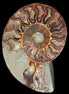 Ammonite split section pair, Madagascar 124*102mm 200g & 125*104mm 208g - 408g in sunlight - Rocks and Things Store