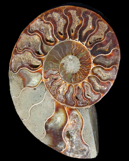 Ammonite split section pair, Madagascar 124*102mm 200g & 125*104mm 208g - 408g in sunlight - Rocks and Things Store