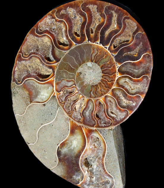 Ammonite split section pair, Madagascar 124*102mm 200g & 125*104mm 208g - 408g in sunlight - Rocks and Things Store