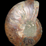 Ammonite split section pair, Madagascar 124*102mm 200g & 125*104mm 208g - 408g in sunlight - Rocks and Things Store