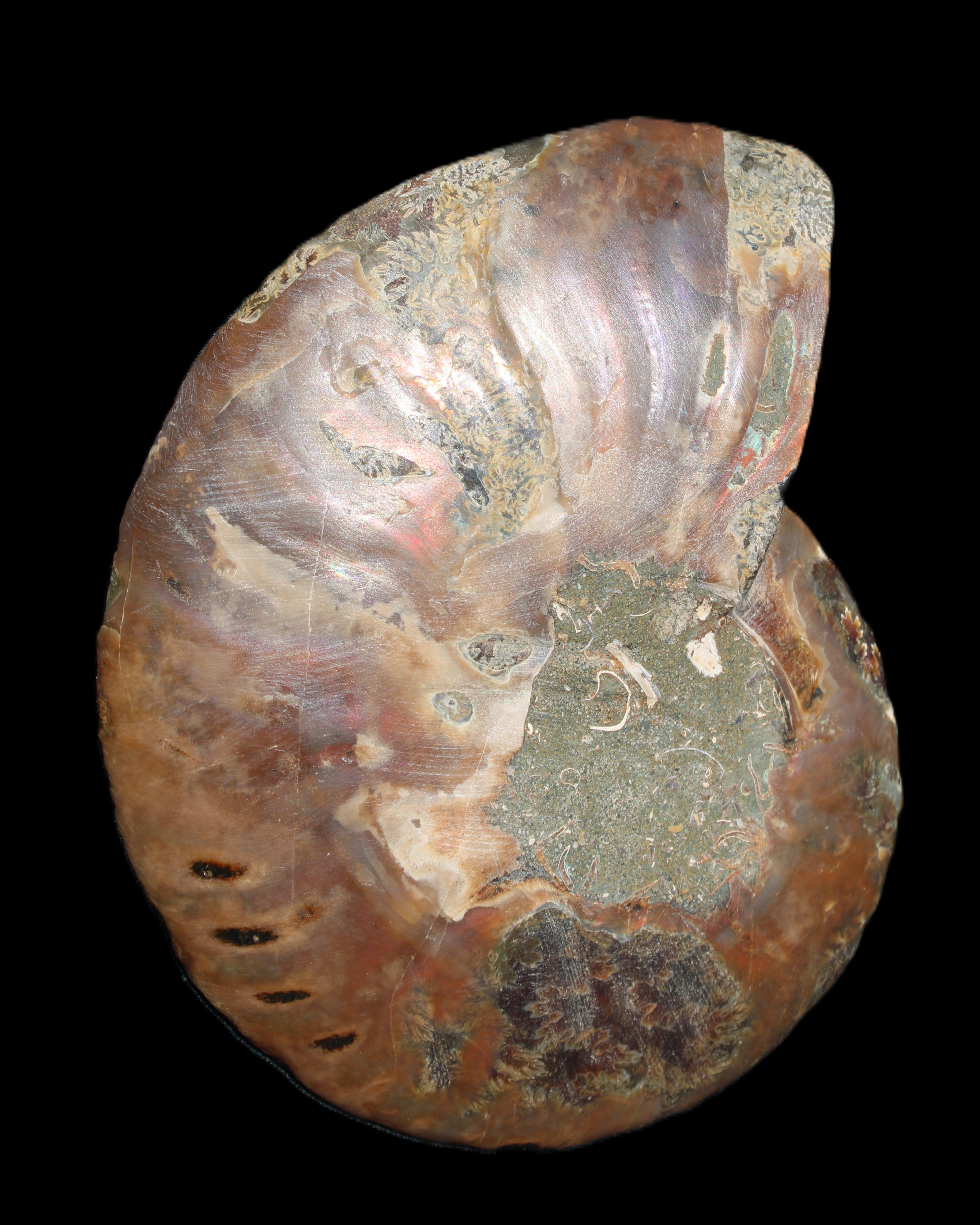 Ammonite split section pair, Madagascar 124*102mm 200g & 125*104mm 208g - 408g in sunlight - Rocks and Things Store
