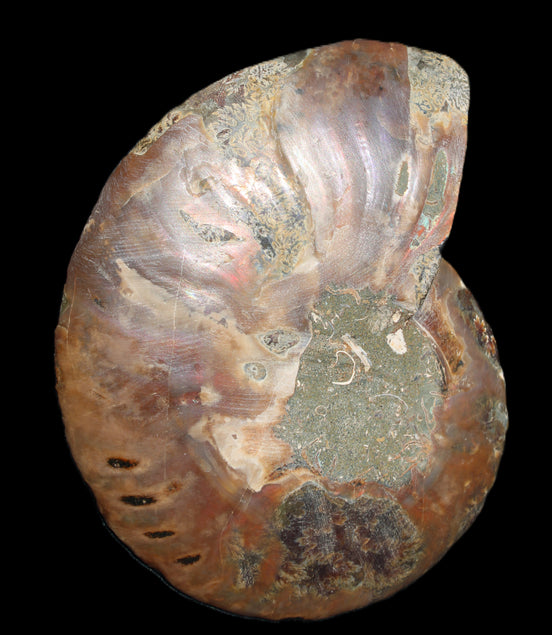 Ammonite split section pair, Madagascar 124*102mm 200g & 125*104mm 208g - 408g in sunlight - Rocks and Things Store