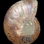 Ammonite split section pair, Madagascar 124*102mm 200g & 125*104mm 208g - 408g in sunlight - Rocks and Things Store