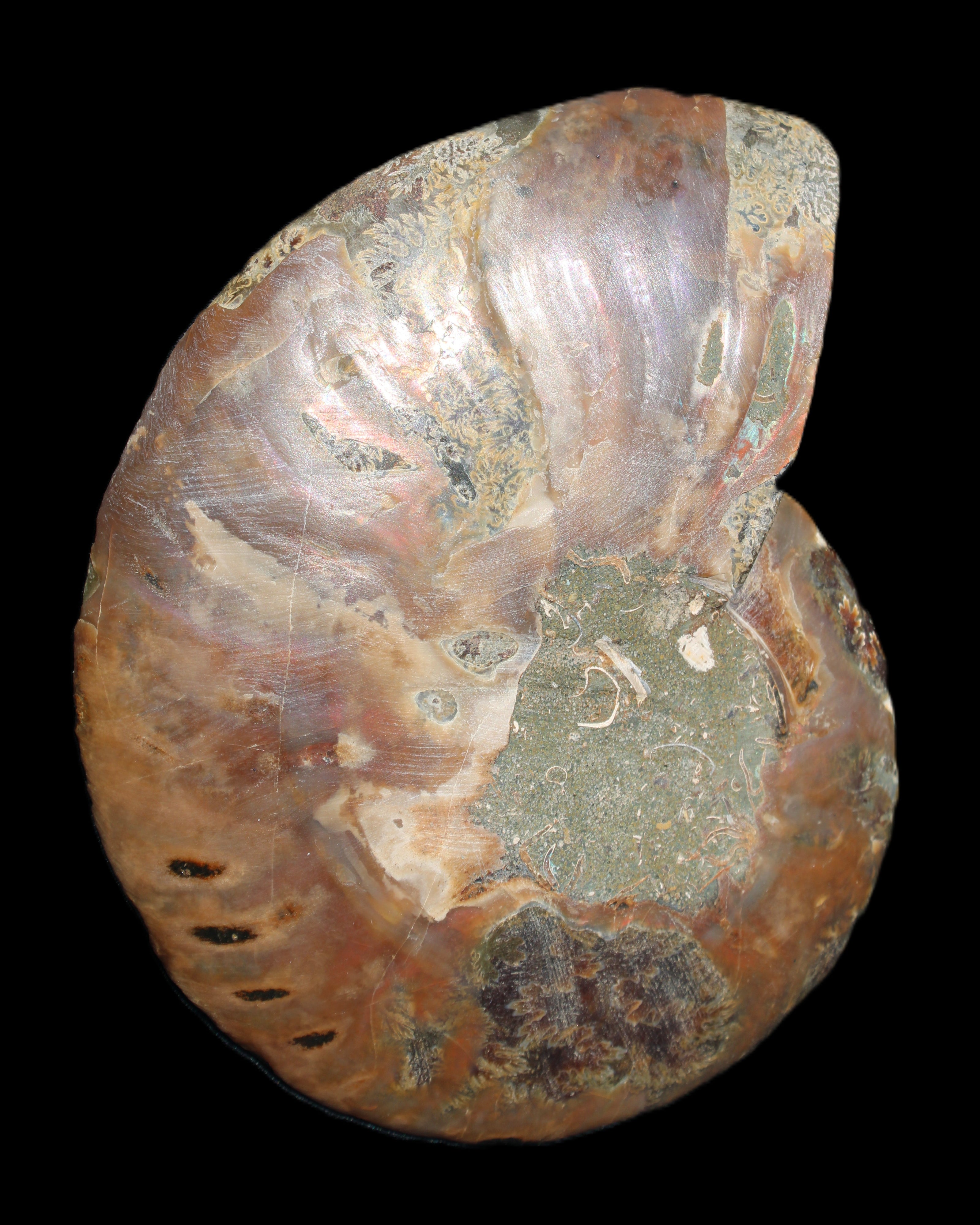 Ammonite split section pair, Madagascar 124*102mm 200g & 125*104mm 208g - 408g in sunlight - Rocks and Things Store