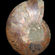 Ammonite split section pair, Madagascar 124*102mm 200g & 125*104mm 208g - 408g in sunlight - Rocks and Things Store