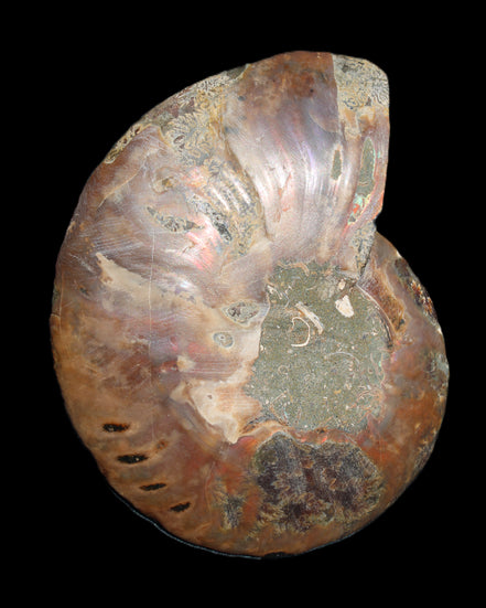 Ammonite split section pair, Madagascar 124*102mm 200g & 125*104mm 208g - 408g in sunlight - Rocks and Things Store
