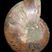 Ammonite split section pair, Madagascar 124*102mm 200g & 125*104mm 208g - 408g in sunlight - Rocks and Things Store