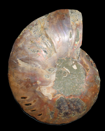 Ammonite split section pair, Madagascar 124*102mm 200g & 125*104mm 208g - 408g in sunlight - Rocks and Things Store