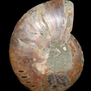 Ammonite split section pair, Madagascar 124*102mm 200g & 125*104mm 208g - 408g in sunlight - Rocks and Things Store