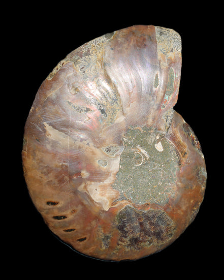 Ammonite split section pair, Madagascar 124*102mm 200g & 125*104mm 208g - 408g in sunlight - Rocks and Things Store