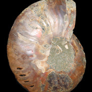 Ammonite split section pair, Madagascar 124*102mm 200g & 125*104mm 208g - 408g in sunlight - Rocks and Things Store