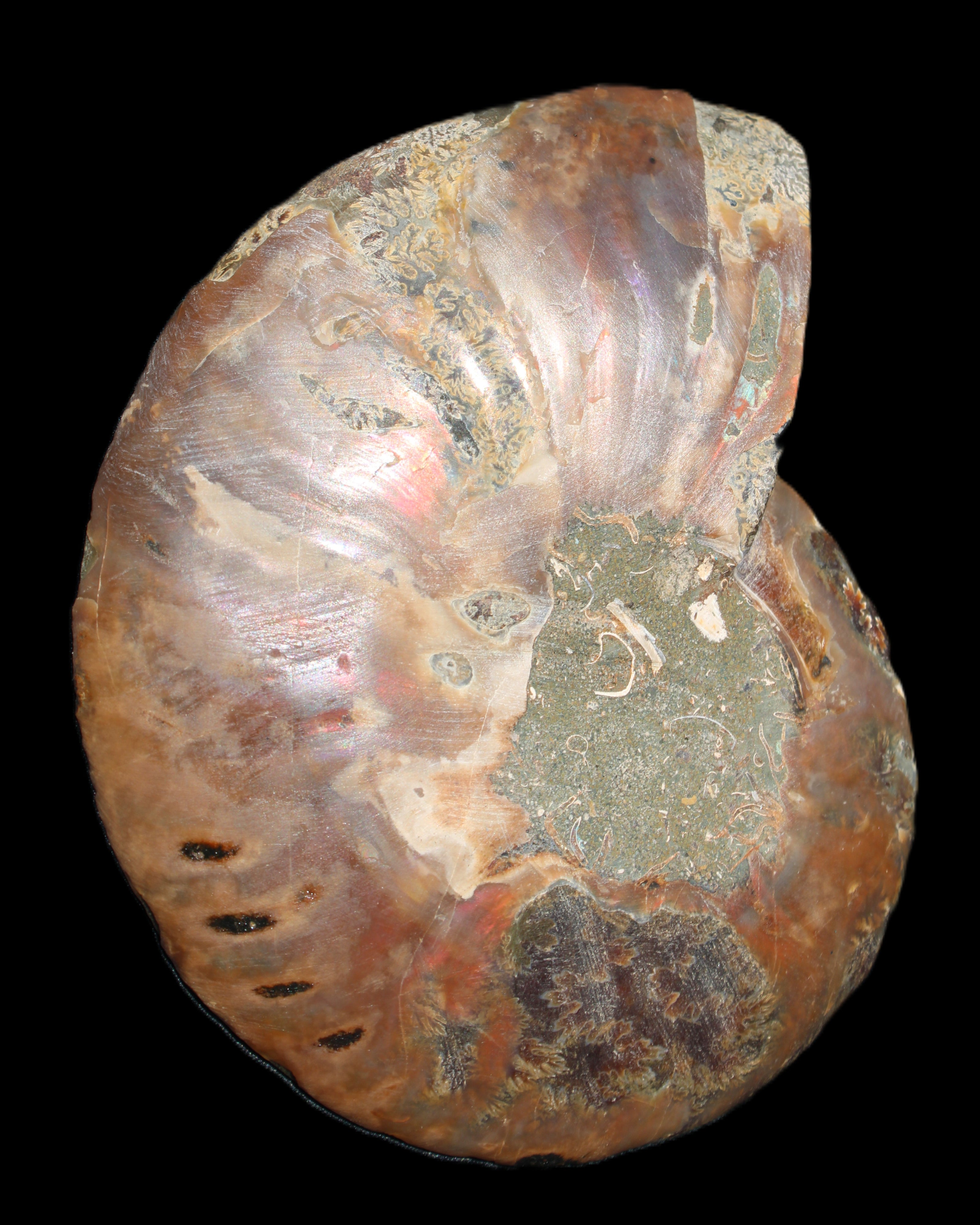 Ammonite split section pair, Madagascar 124*102mm 200g & 125*104mm 208g - 408g in sunlight - Rocks and Things Store