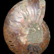 Ammonite split section pair, Madagascar 124*102mm 200g & 125*104mm 208g - 408g in sunlight - Rocks and Things Store