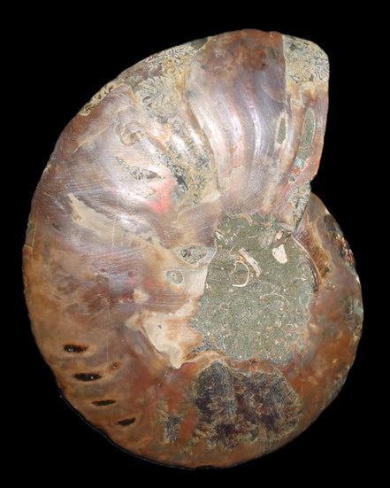 Ammonite split section pair, Madagascar 124*102mm 200g & 125*104mm 208g - 408g in sunlight - Rocks and Things Store