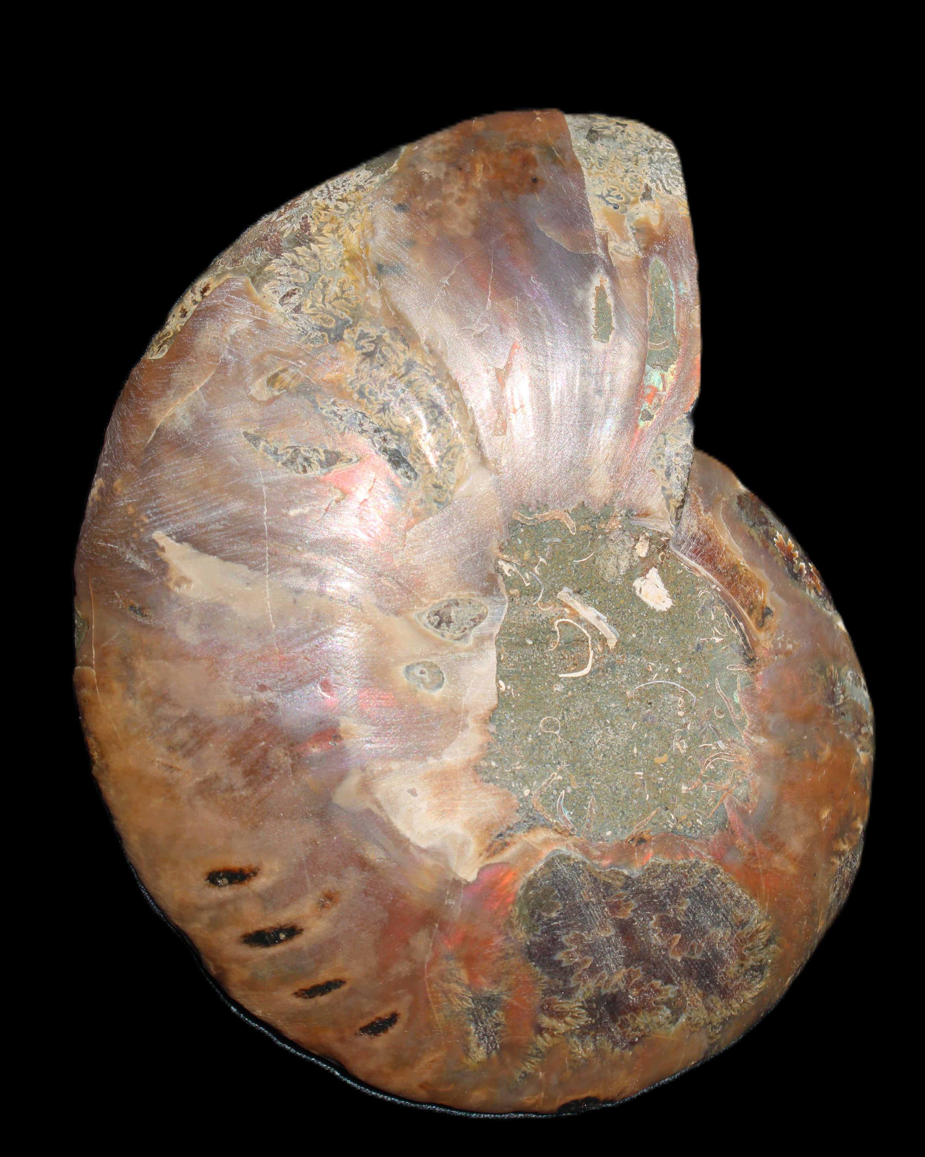 Ammonite split section pair, Madagascar 124*102mm 200g & 125*104mm 208g - 408g in sunlight - Rocks and Things Store