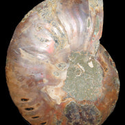 Ammonite split section pair, Madagascar 124*102mm 200g & 125*104mm 208g - 408g in sunlight - Rocks and Things Store