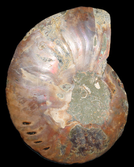 Ammonite split section pair, Madagascar 124*102mm 200g & 125*104mm 208g - 408g in sunlight - Rocks and Things Store
