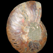 Ammonite split section pair, Madagascar 124*102mm 200g & 125*104mm 208g - 408g in sunlight - Rocks and Things Store