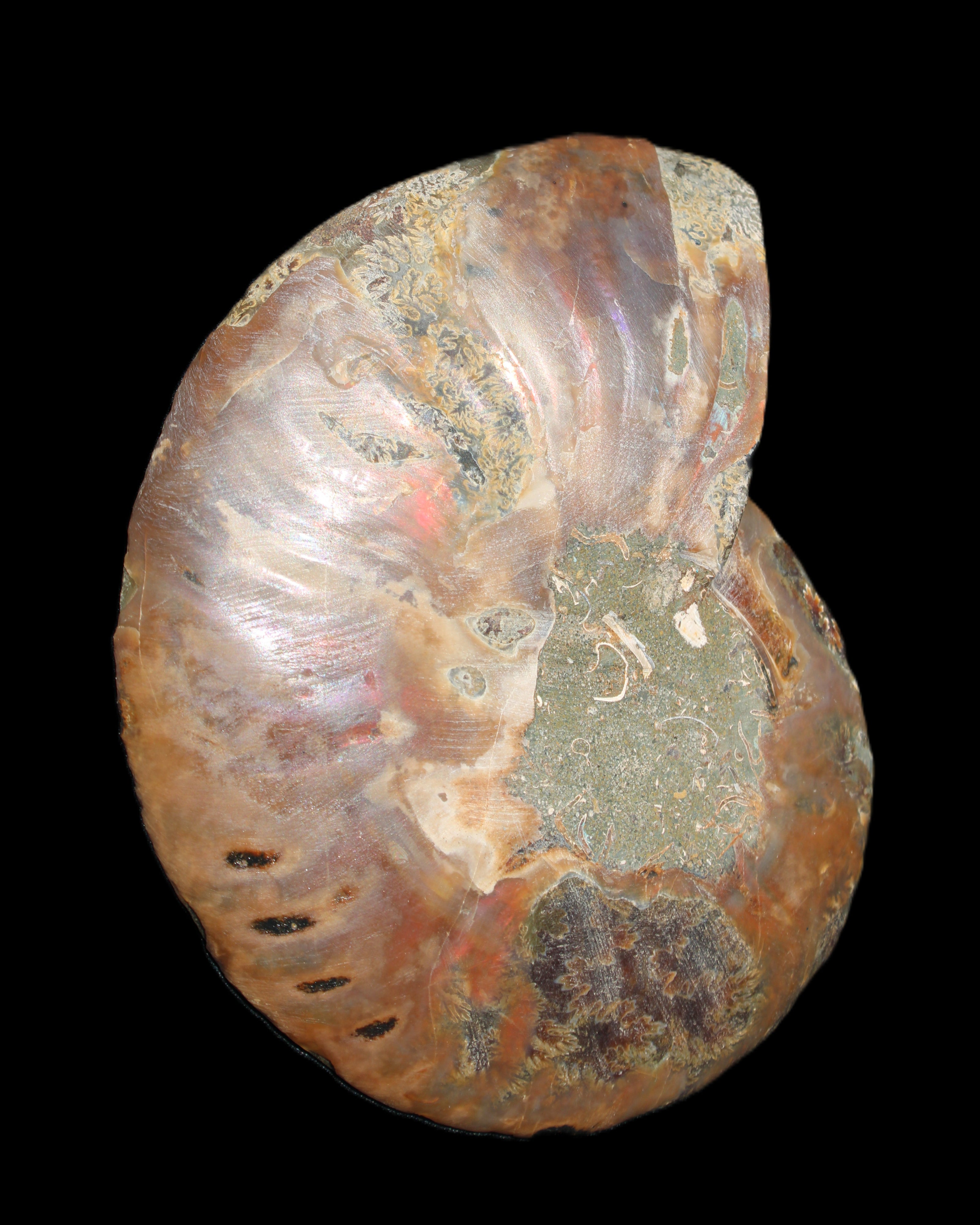 Ammonite split section pair, Madagascar 124*102mm 200g & 125*104mm 208g - 408g in sunlight - Rocks and Things Store