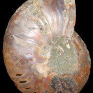 Ammonite split section pair, Madagascar 124*102mm 200g & 125*104mm 208g - 408g in sunlight - Rocks and Things Store