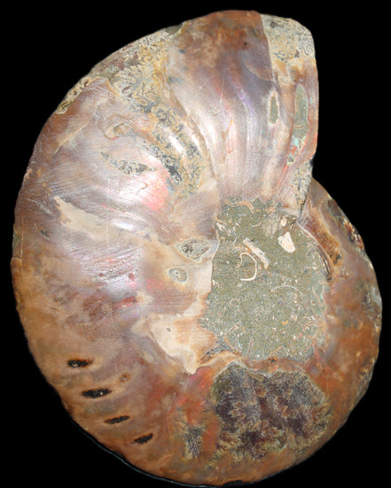 Ammonite split section pair, Madagascar 124*102mm 200g & 125*104mm 208g - 408g in sunlight - Rocks and Things Store