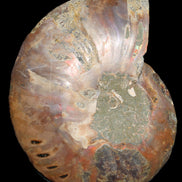 Ammonite split section pair, Madagascar 124*102mm 200g & 125*104mm 208g - 408g in sunlight - Rocks and Things Store