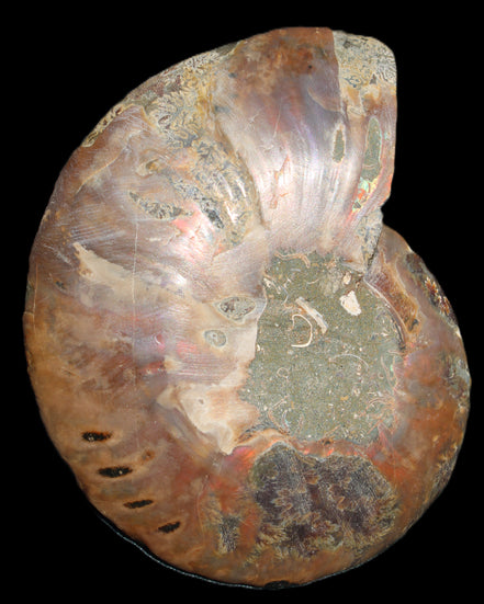 Ammonite split section pair, Madagascar 124*102mm 200g & 125*104mm 208g - 408g in sunlight - Rocks and Things Store