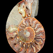 Ammonite split section pair, Madagascar 124*102mm 200g & 125*104mm 208g - 408g in sunlight - Rocks and Things Store