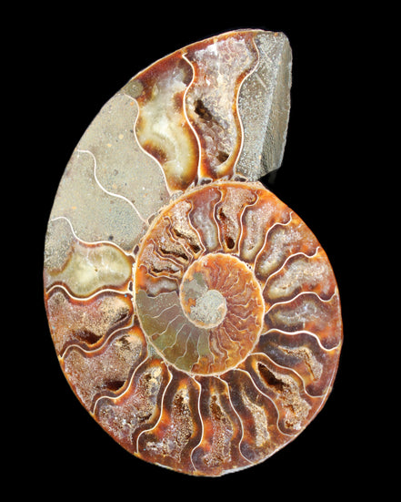 Ammonite split section pair, Madagascar 124*102mm 200g & 125*104mm 208g - 408g in sunlight - Rocks and Things Store